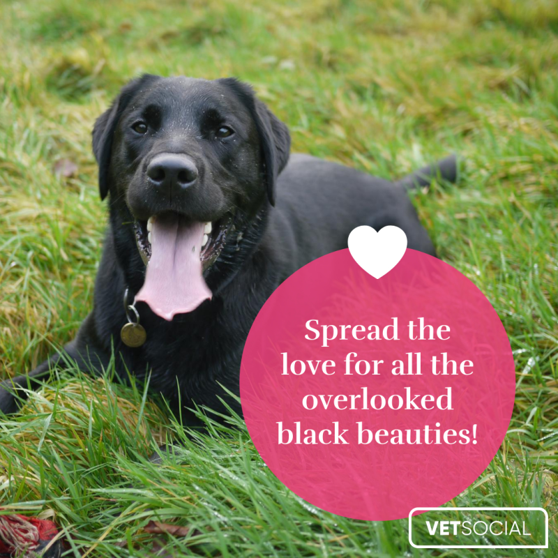 National black lab deals day