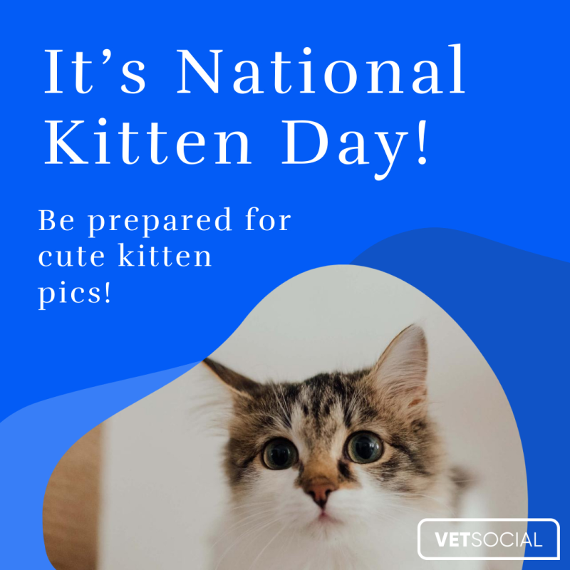 National 2024 kitten day